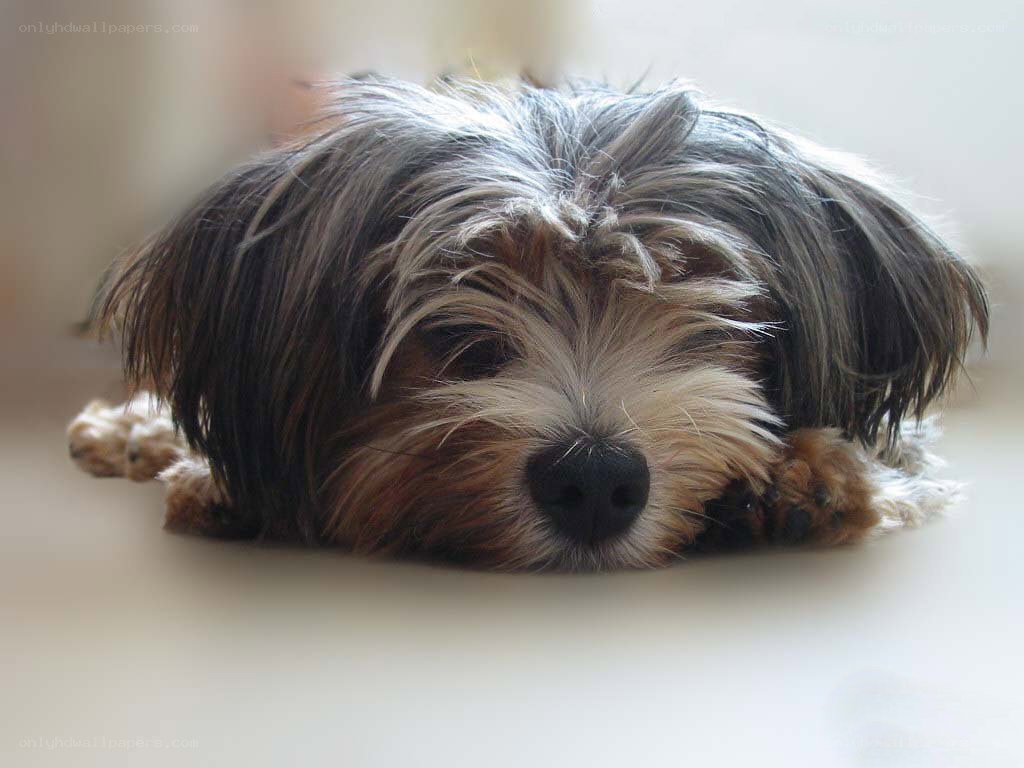 sleepy dog resting on floor