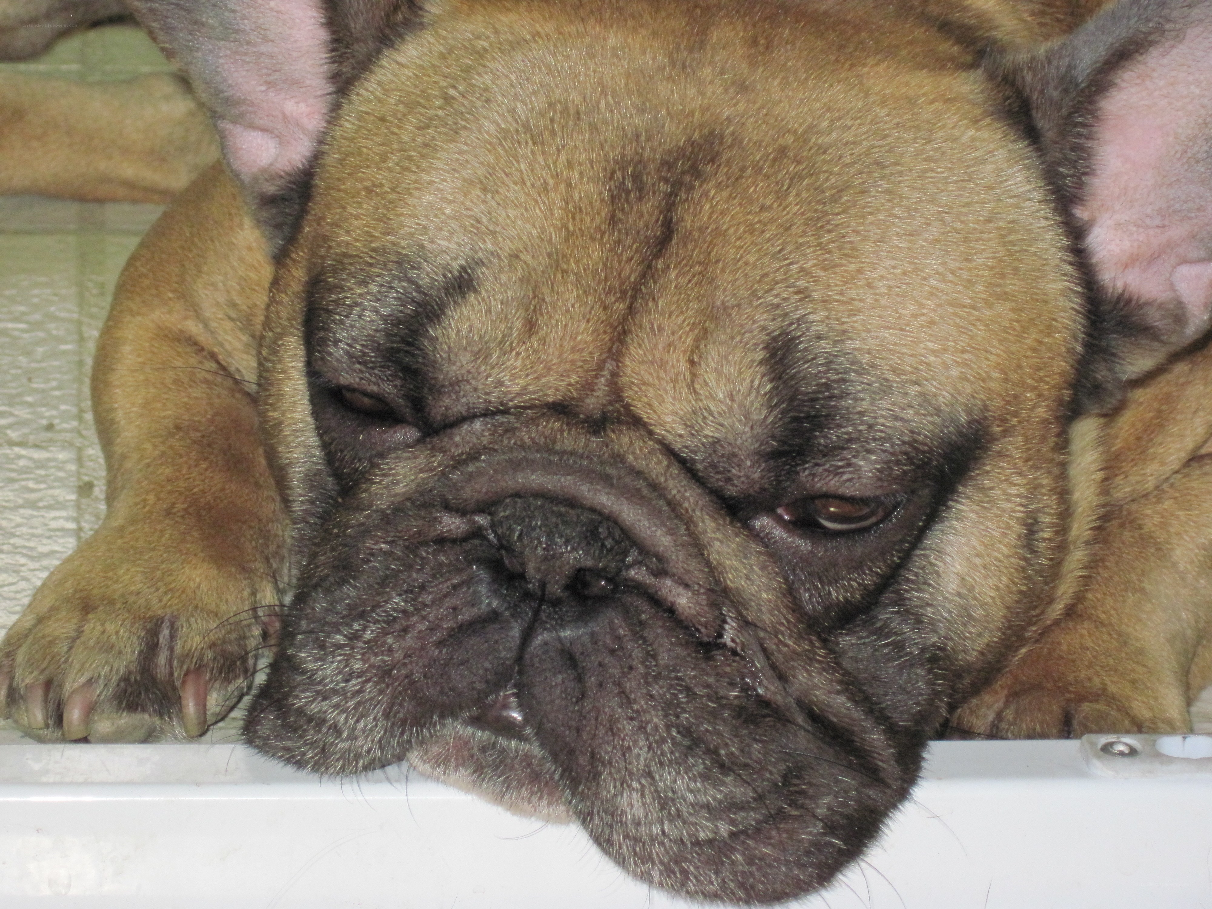 sleepy french bulldog