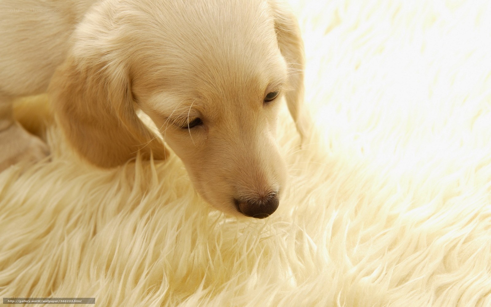 sleepy golden puppy
