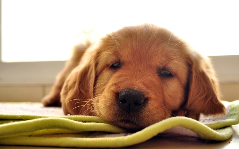 sleepy golden retriever puppy