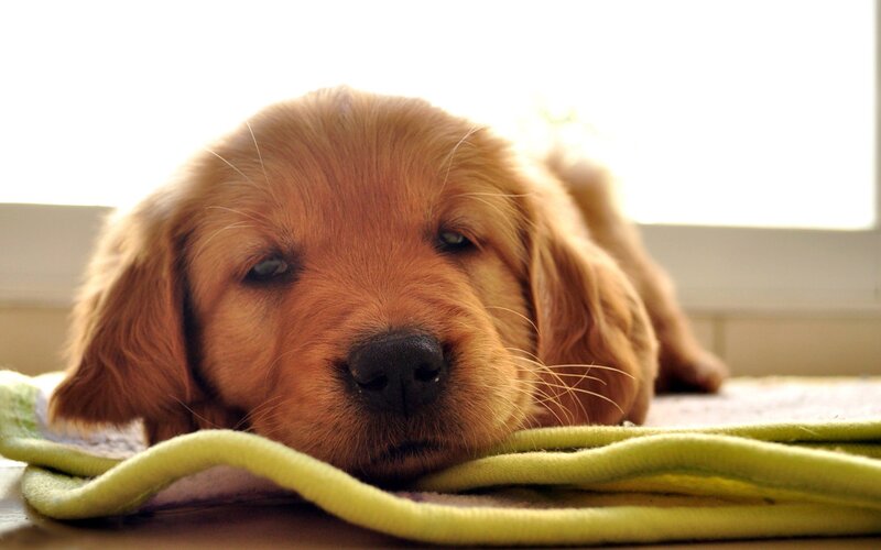 sleepy golden retriever puppy
