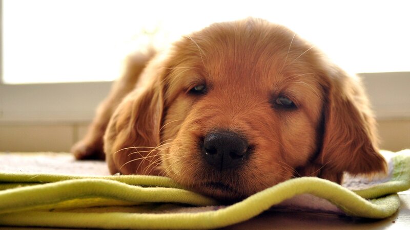 sleepy golden retriever puppy