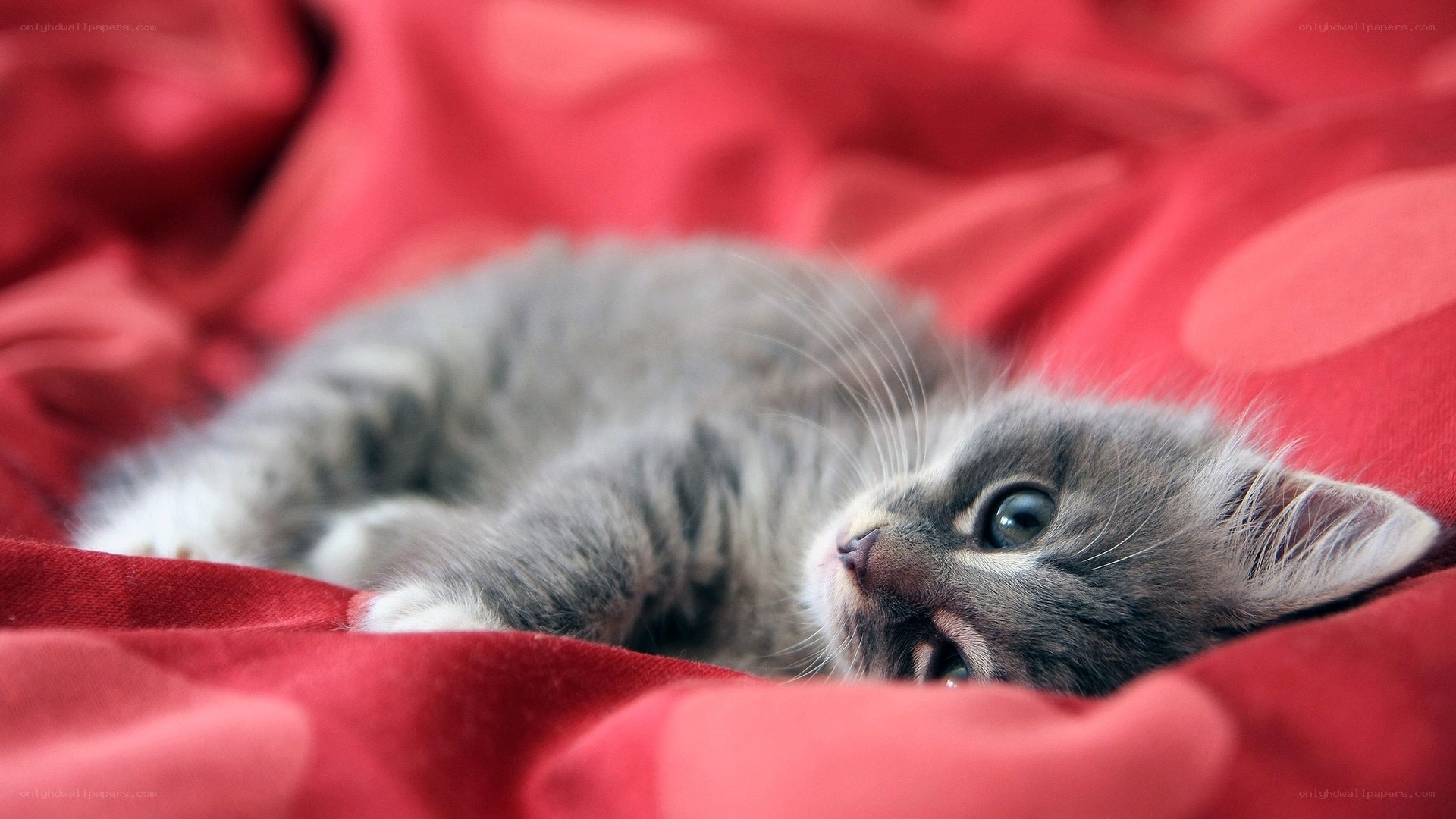 sleepy gray kitten on red