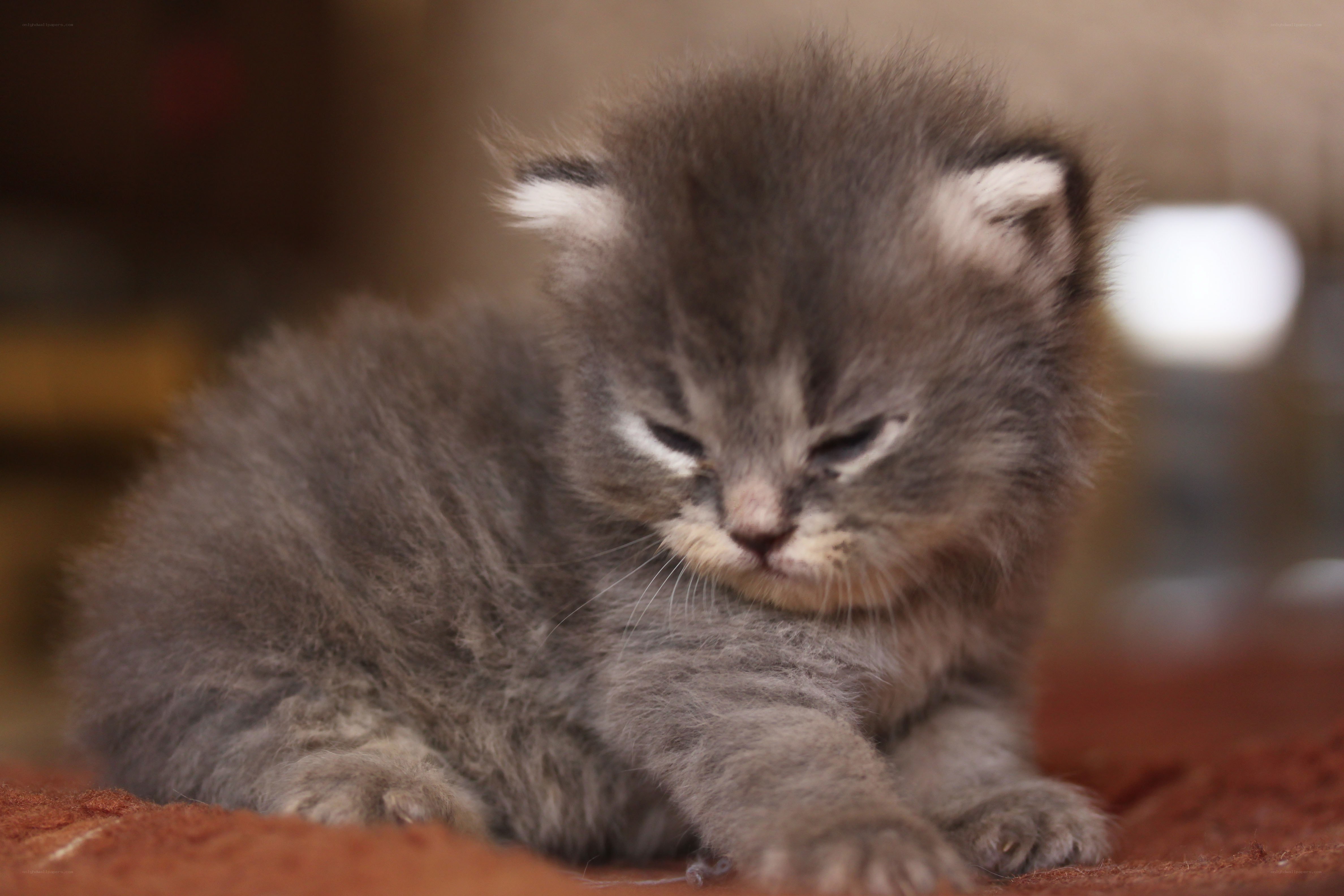 sleepy gray kitten