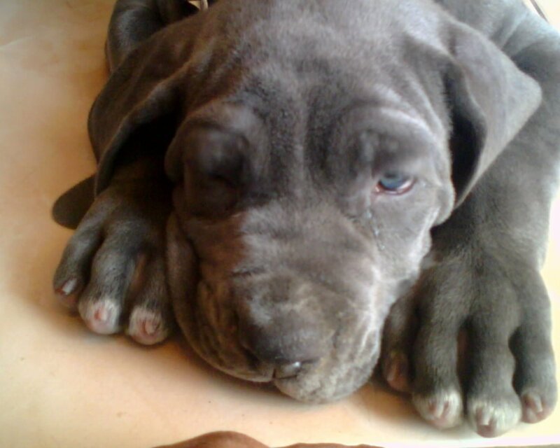 sleepy gray puppy