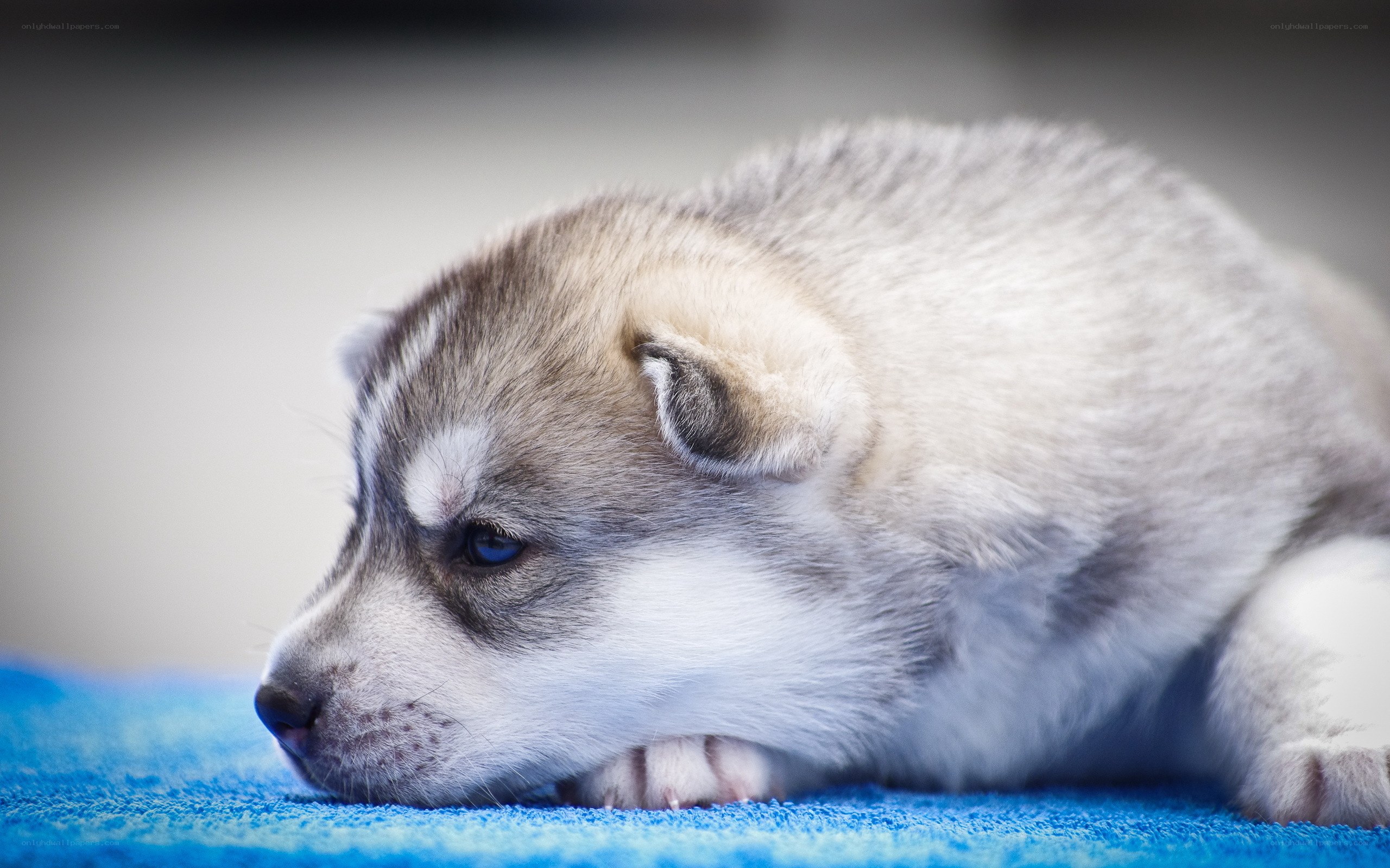 sleepy husky puppy