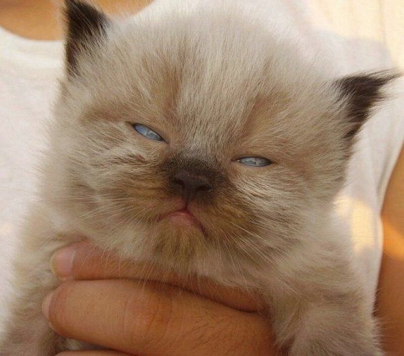 sleepy kitten with blue eyes
