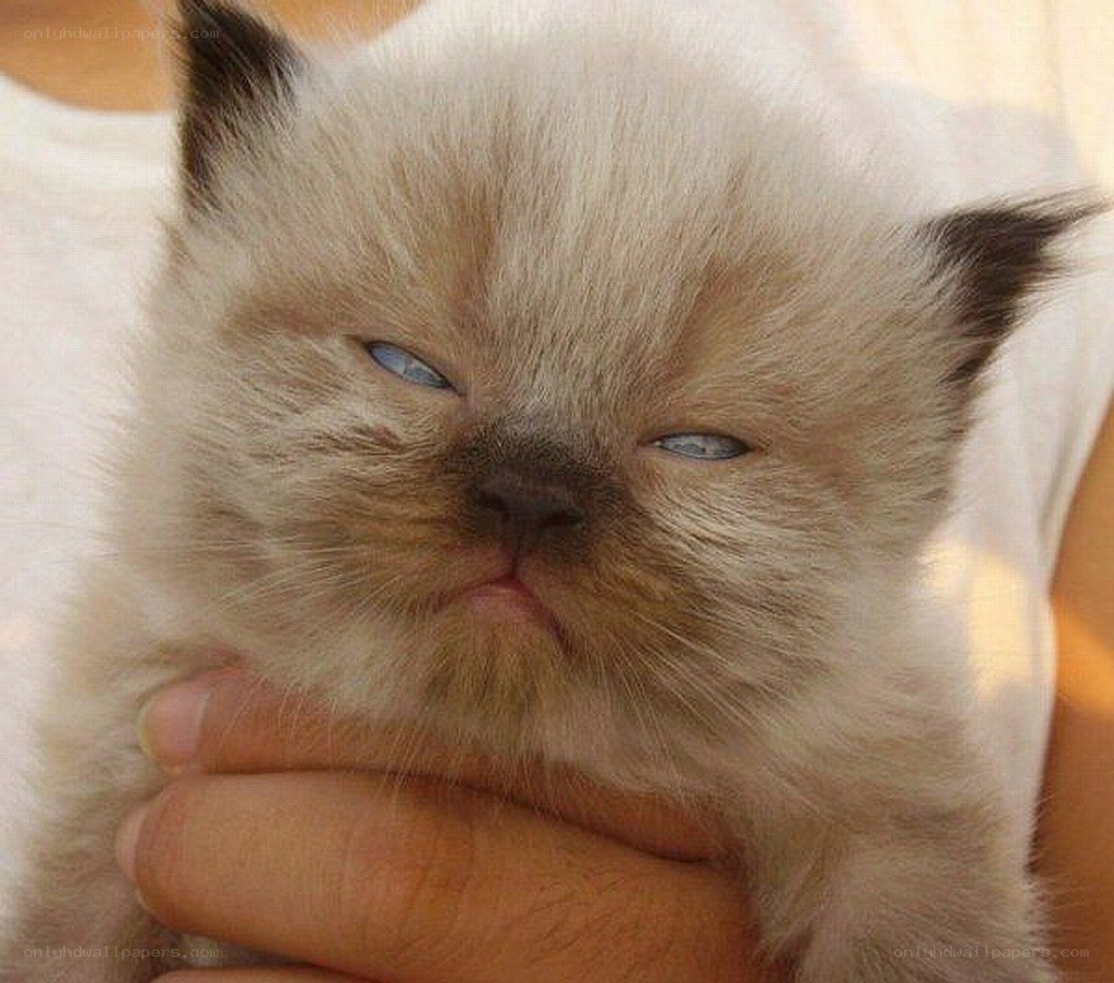 sleepy kitten with blue eyes