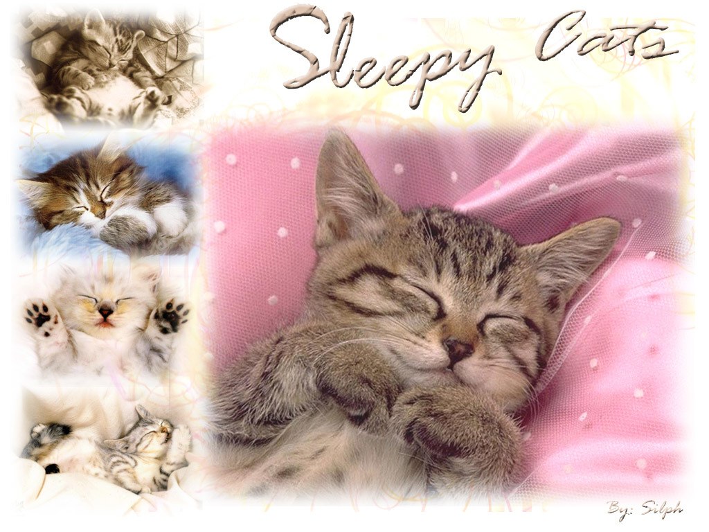 Sleepy kittens collage