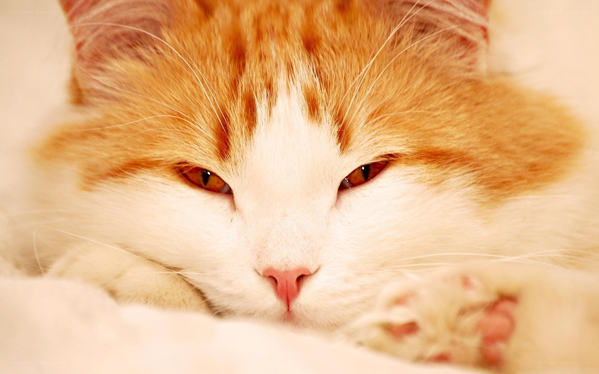 sleepy orange and white cat