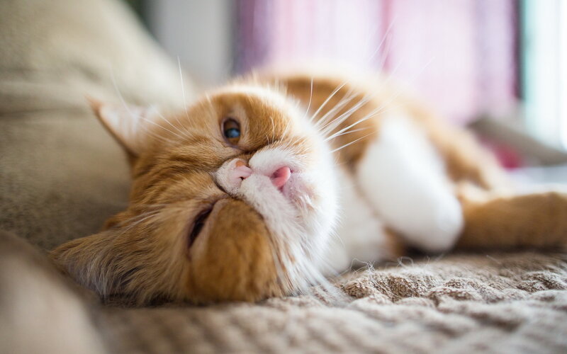 sleepy orange cat on blanket
