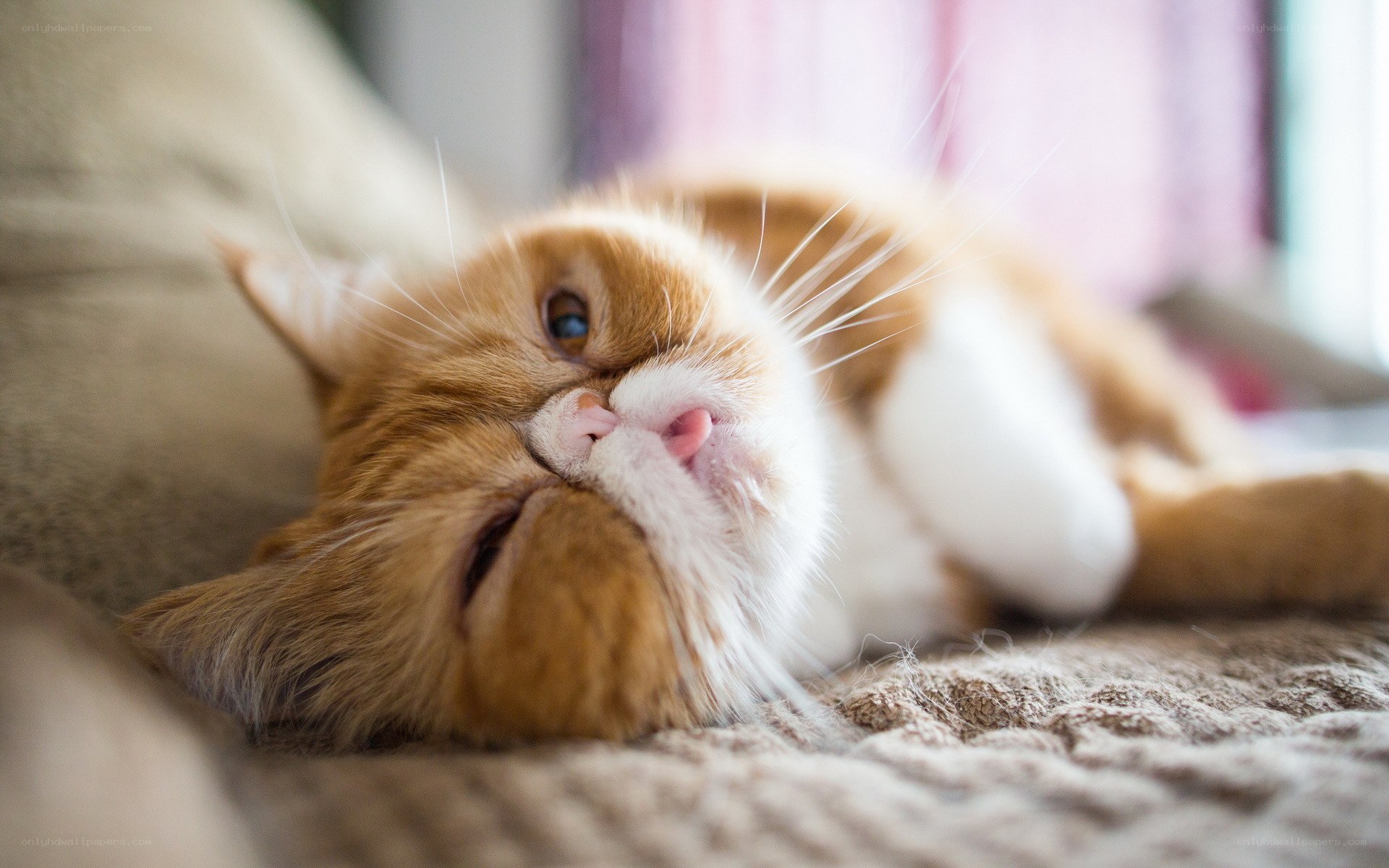 sleepy orange cat on blanket