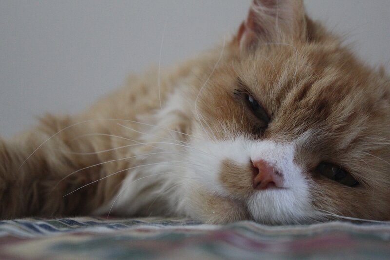 sleepy orange cat resting
