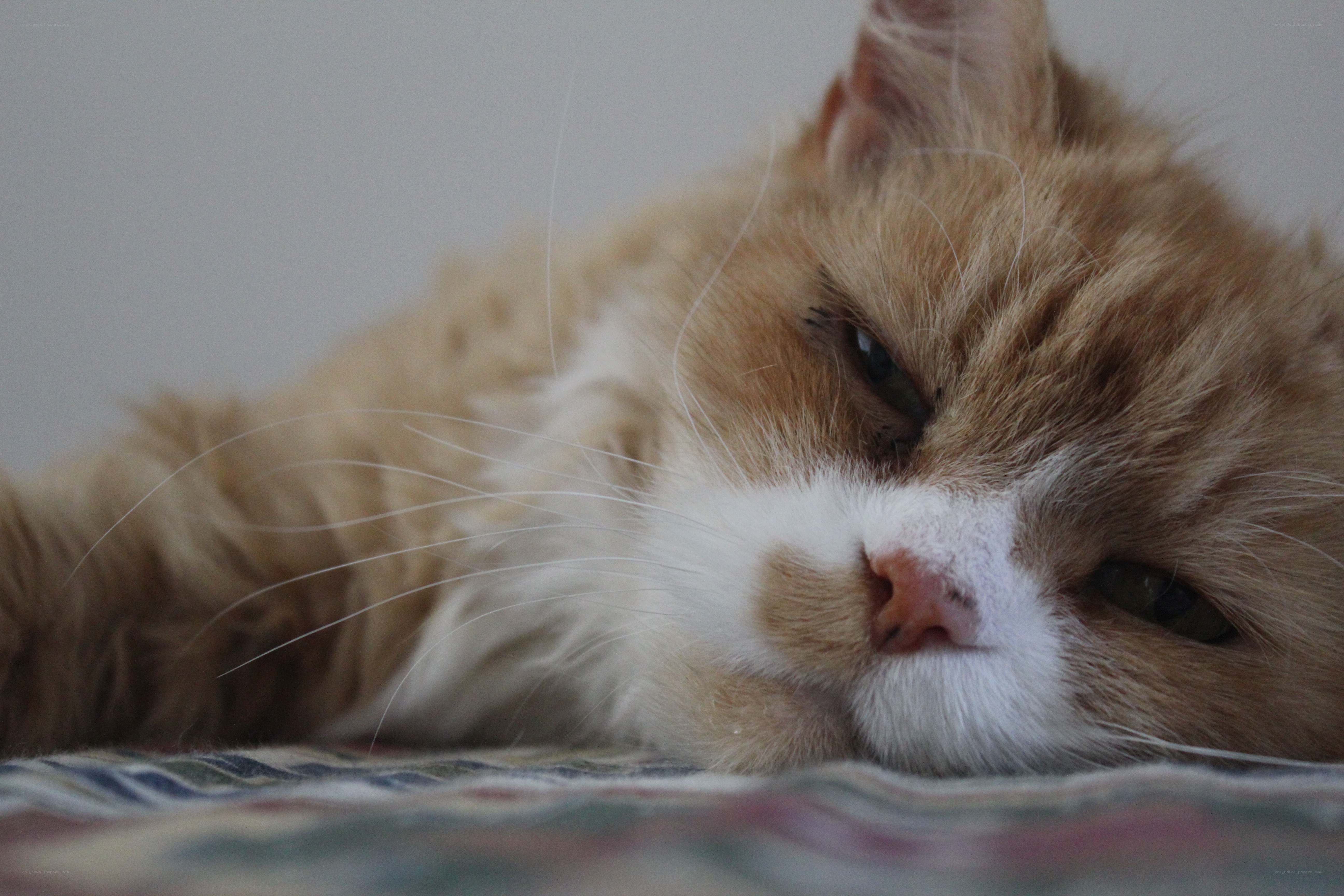 sleepy orange cat resting