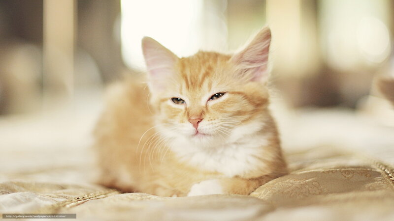 Sleepy orange kitten