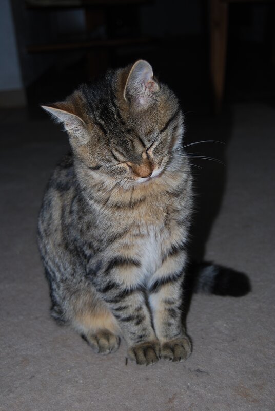 sleepy tabby cat