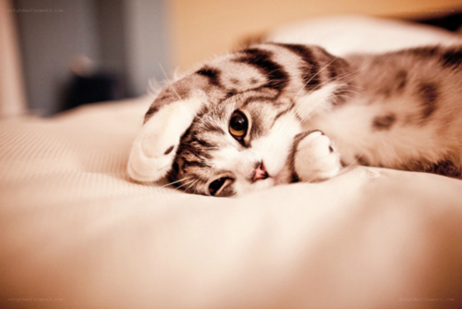 sleepy tabby cat on bed
