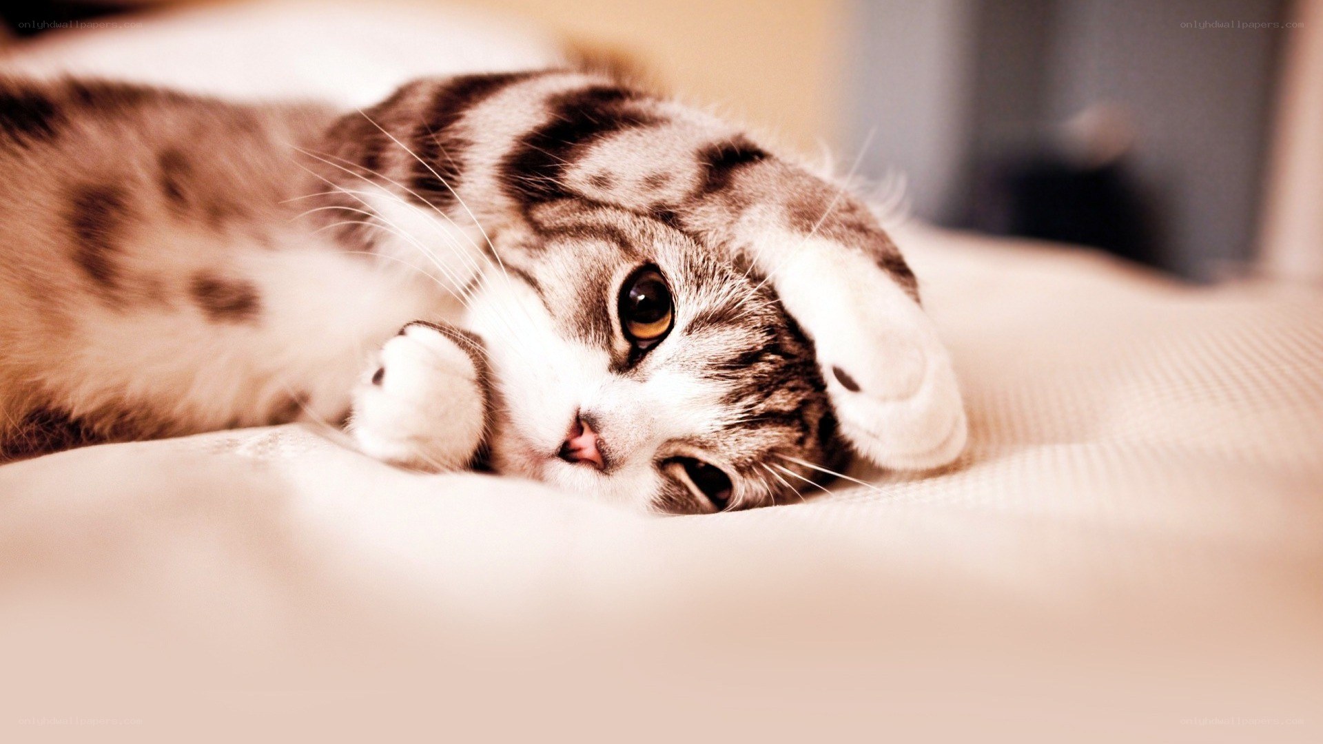 sleepy tabby cat on bed