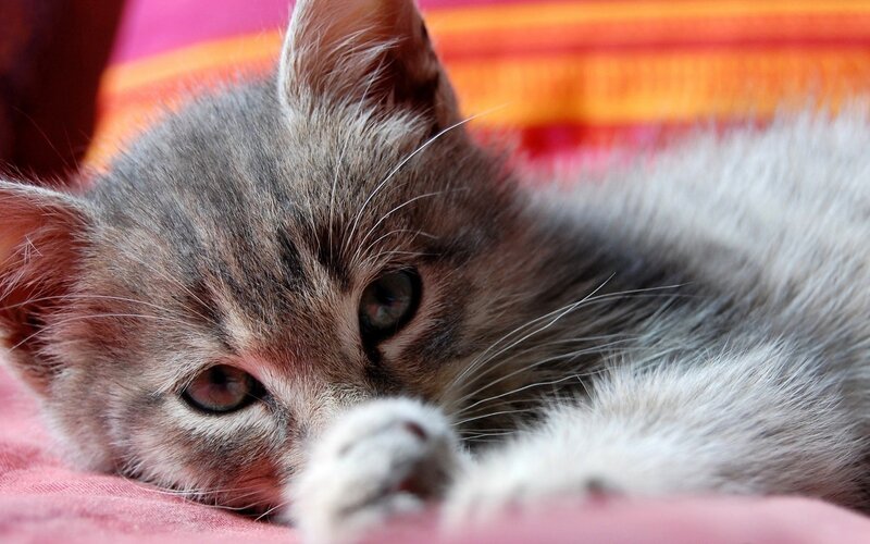 sleepy tabby kitten