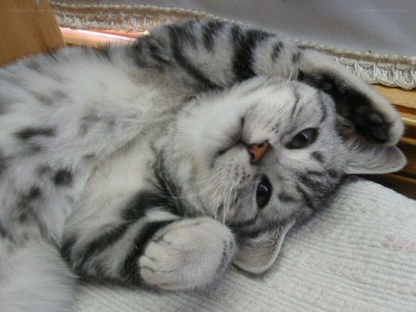 sleepy tabby kitten