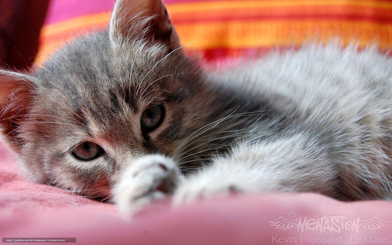 sleepy tabby kitten