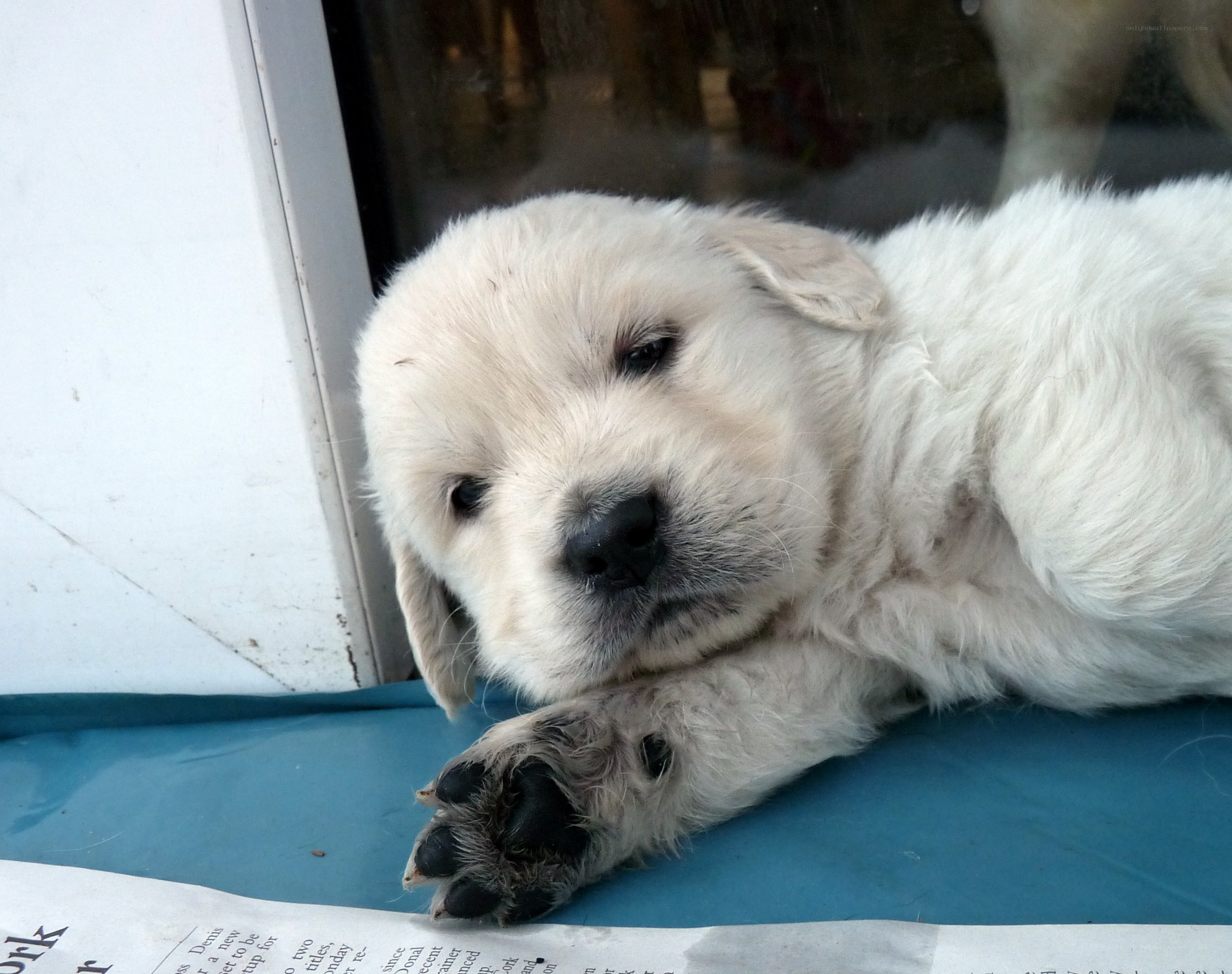 sleepy white puppy