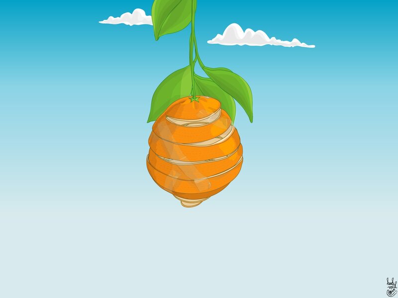 Sliced orange hanging from a branch