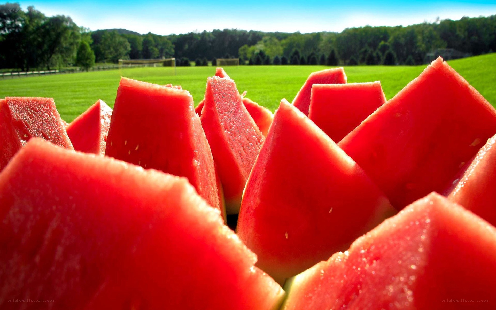 Sliced watermelon on a field
