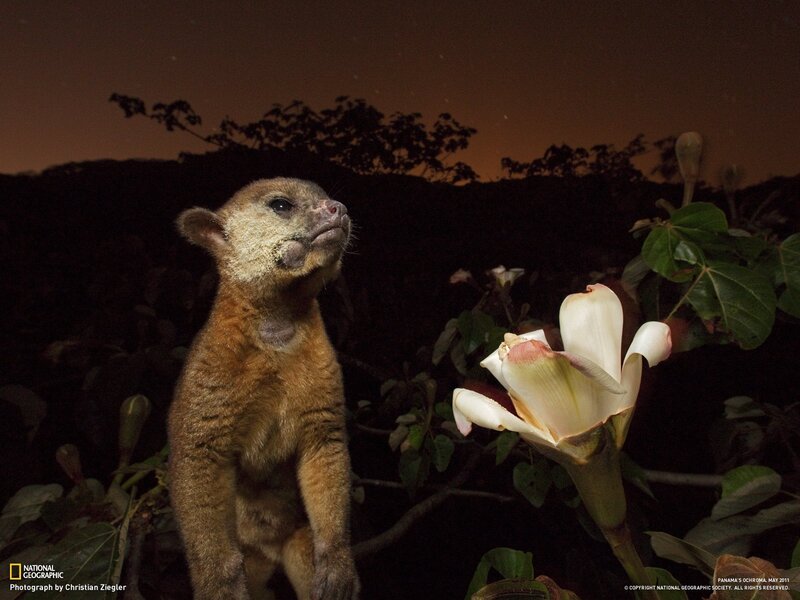 Sloth bear at night with flower