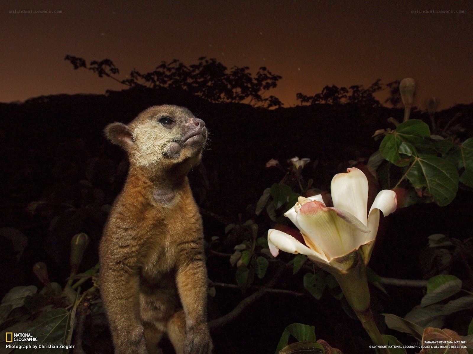 Sloth bear at night with flower
