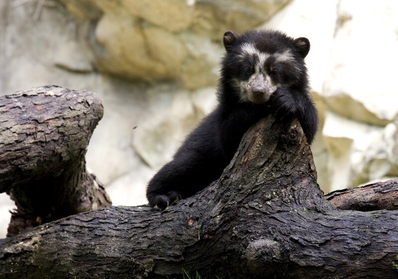 Sloth bear cub on a log