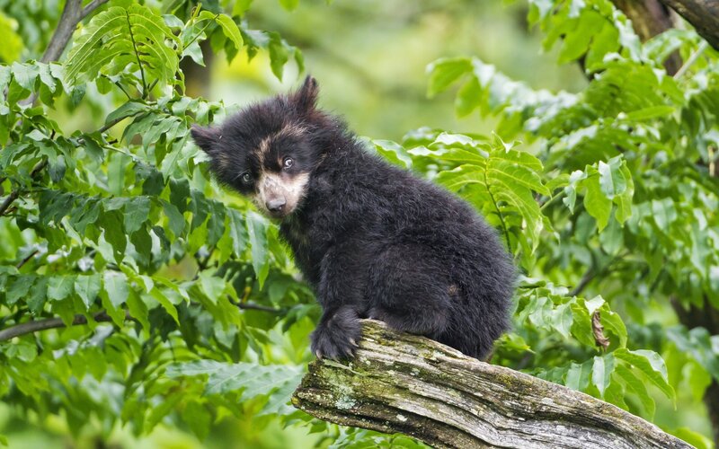 Sloth Bear Cub