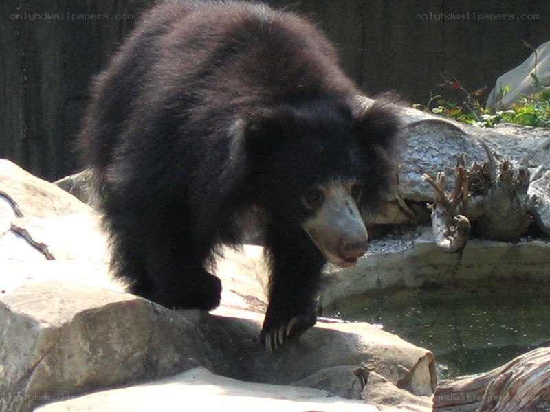 Sloth bear on rocks near water