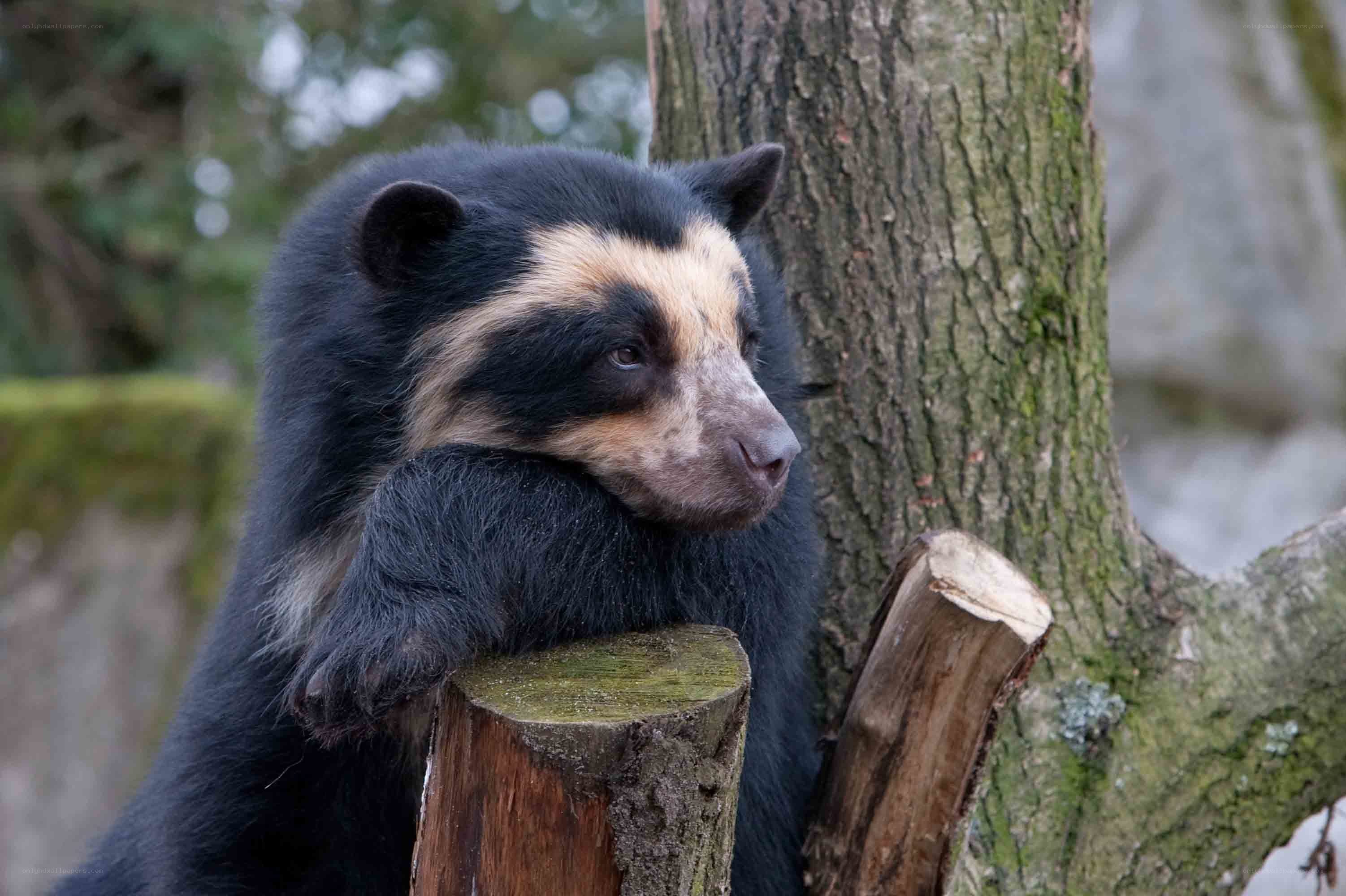 sloth bear resting on log