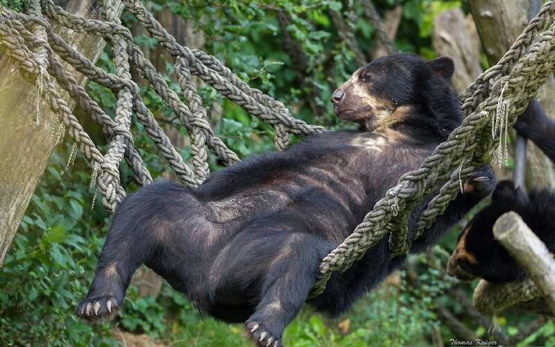 Sloth bear resting on rope