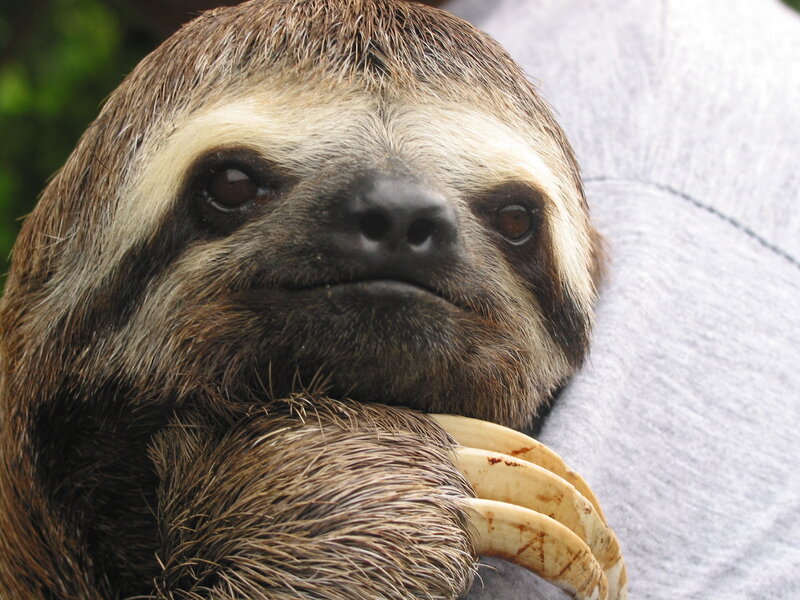 sloth being held by person