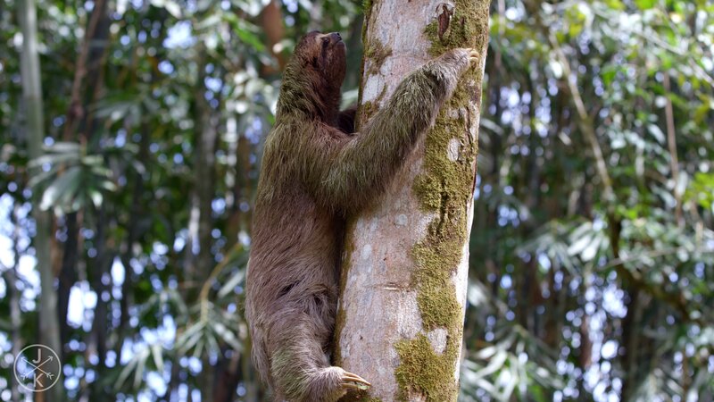 Sloth Climbing Tree