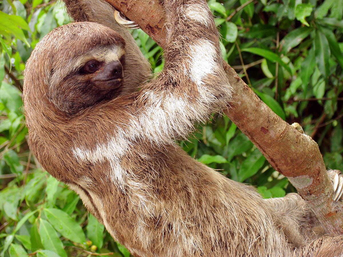 Sloth clinging to a tree branch