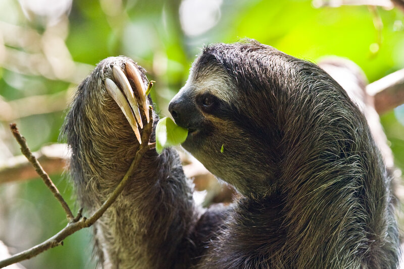 sloth eating a leaf