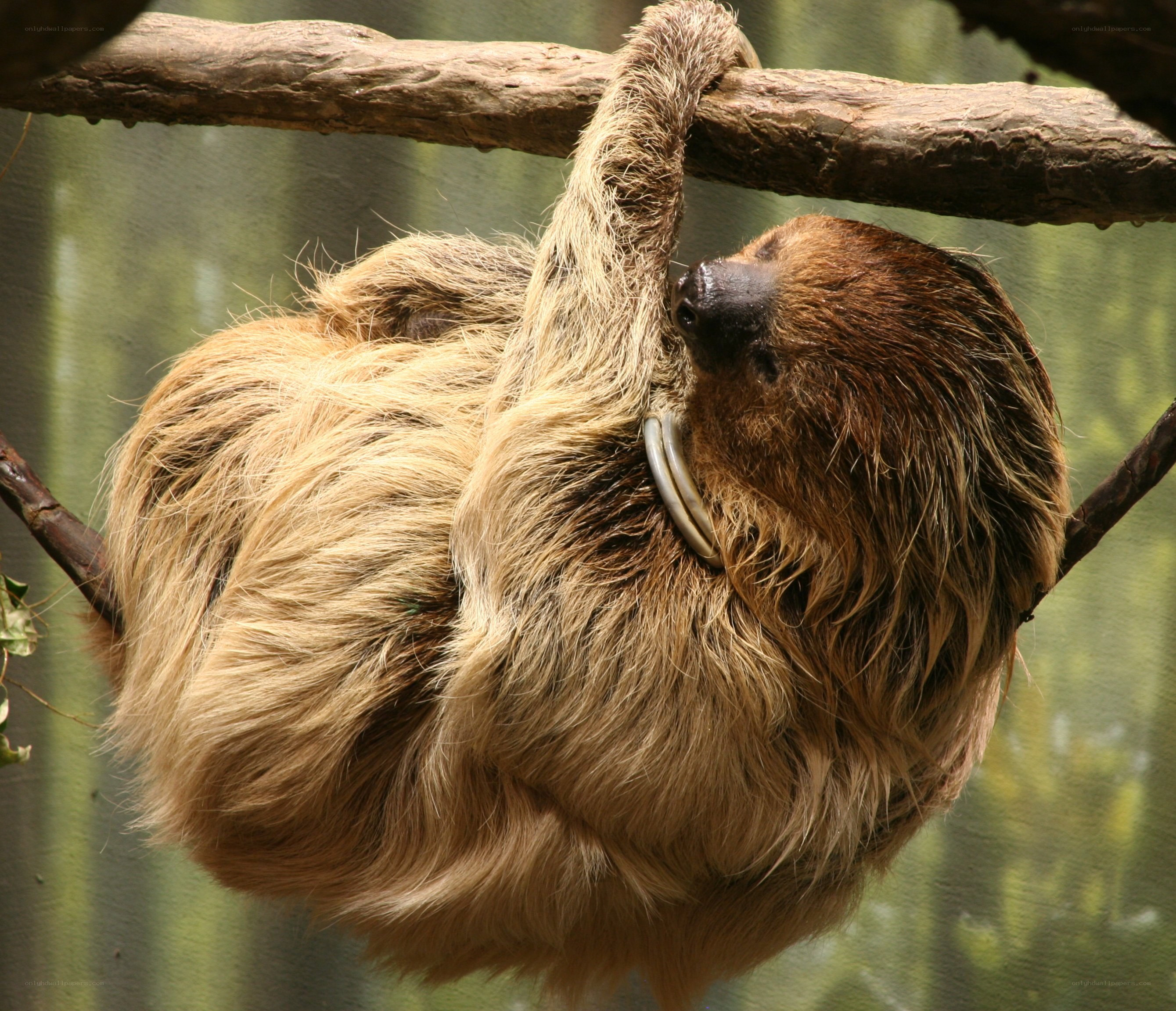 Sloth hanging from a branch