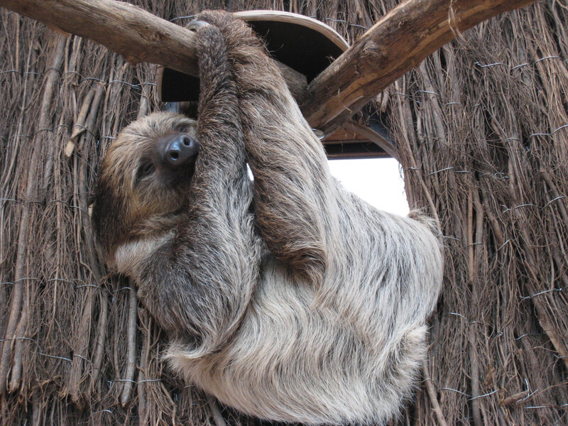sloth hanging from a branch