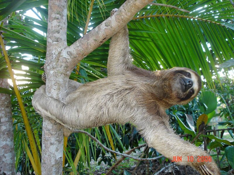 sloth hanging from a tree