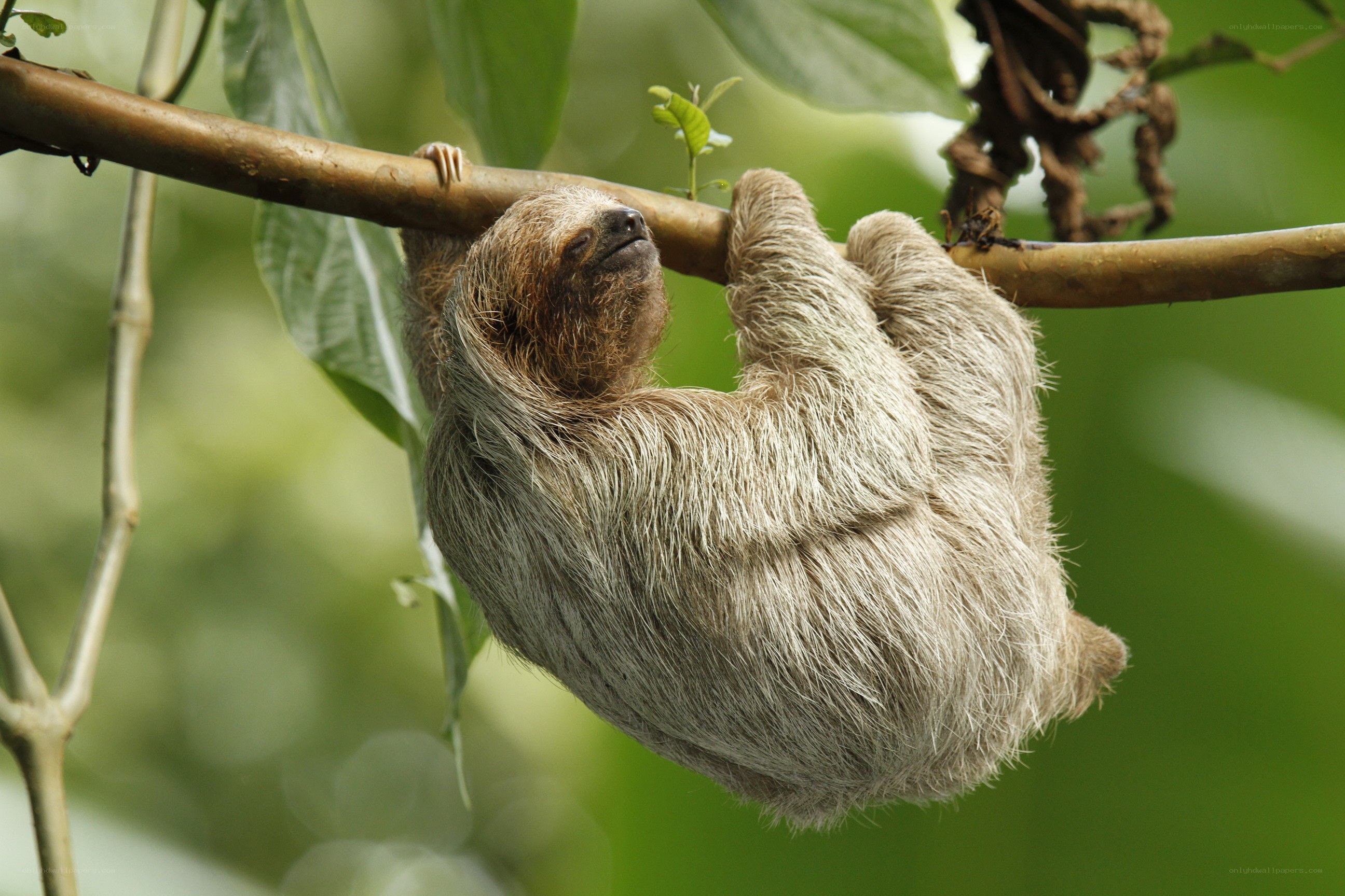 Sloth hanging from a tree branch