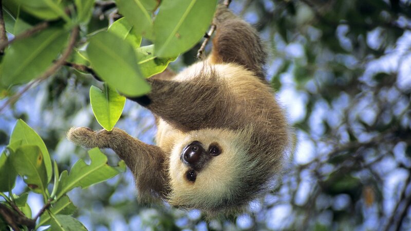 Sloth hanging from a tree