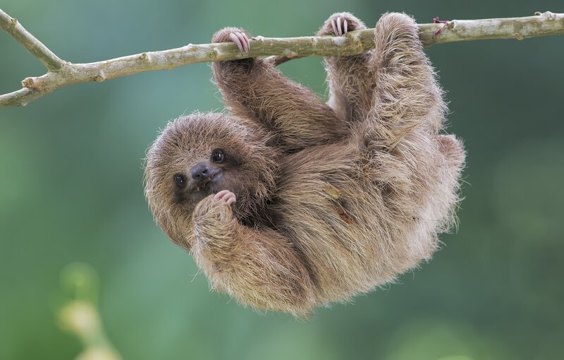 Sloth Hanging from Branch