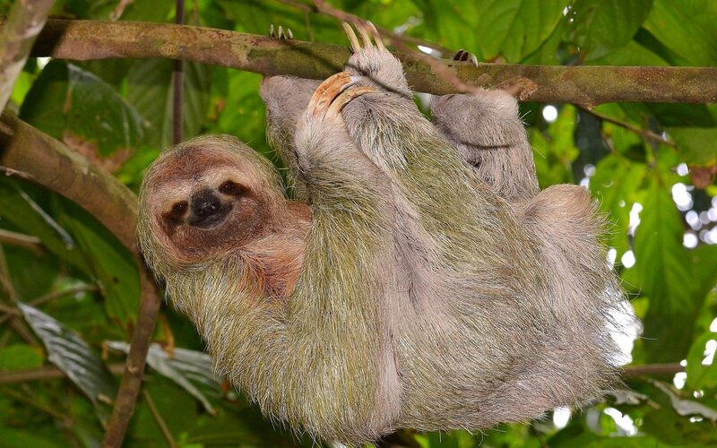 sloth hanging from tree branch