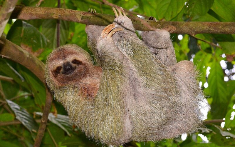 sloth hanging from tree branch
