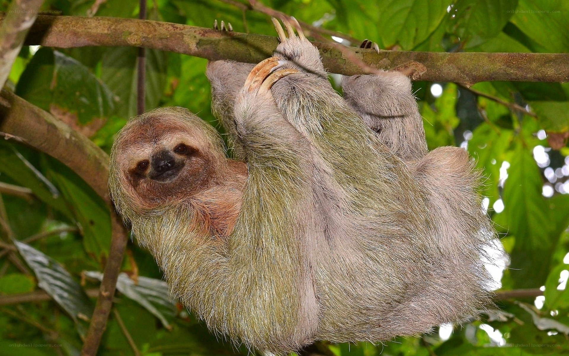 sloth hanging from tree branch