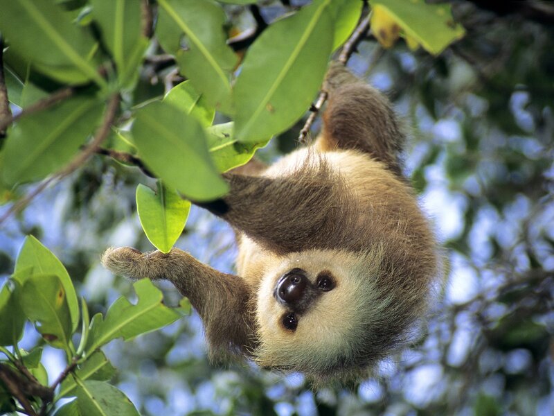 Sloth Hanging from Tree — Green, Calm, Afternoon