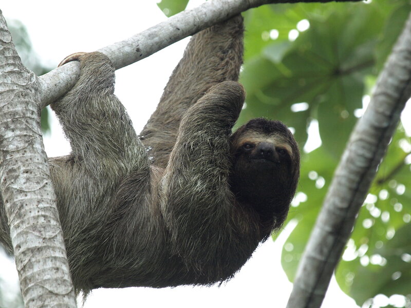 Sloth Hanging from Tree — Green